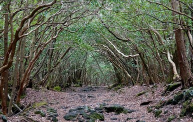 Jeziva šuma u kojoj nema signala: "More drveća" je posebno mjesto, ali nije za obiteljski izlet