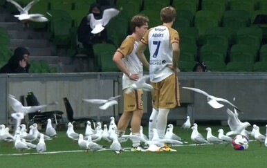 Nerealne scene: Galebovi okupirali teren, utakmica se nastavila kao da se ništa ne događa