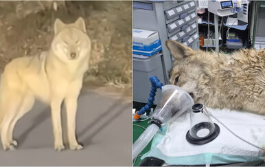 Kraj sage u Južnoj Koreji: Vuk Neukgu je na sigurnom, u želucu mu pronašli bizaran predmet