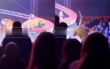 Drama na cirkuskoj predstavi u Rusiji: Urušio se dio pozornice, tigar skočio u publiku