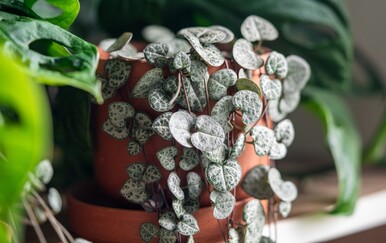 Sedam naljepših visećih biljaka koje će uvesti proljetnu živost u dom