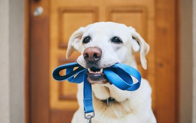 Ova česta navika u šetnji psa može imati loše posljedice