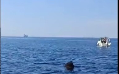 VIDEO Golema psina snimljena u Istri, plivala između brodica