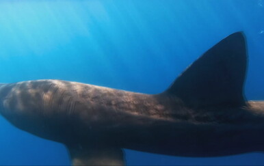 Golema psina uočena na jugu Istre