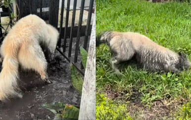 Okrenuo je glavu na sekundu, a pas je napravio potpuni kaos u dvorištu