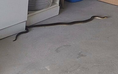 Raste broj dojava za viđene zmije! Evo što ih privlači u vaš vrt, odmah to bacite!