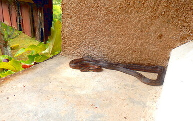 Raste broj dojava za viđene zmije! Evo što ih privlači u vaš vrt, odmah to bacite!