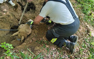 Vatrogasci DVD-a Marija Magdalena izvukli kobilu iz jame