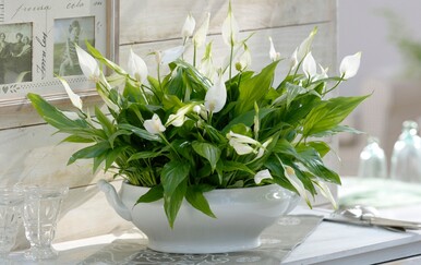 Zašto mirni ljiljan ne cvjeta?