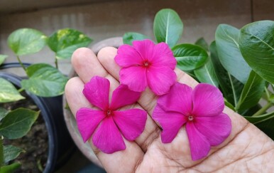 Cvijet vinke: Biljka koja dominira vrtovima posljednjih sezona – evo vodiča za uzgoj bez greške