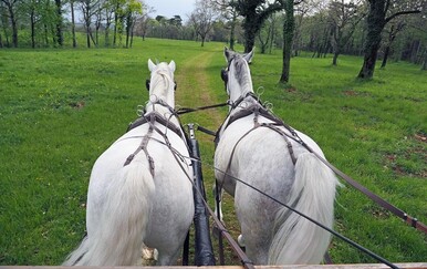 Prekrasna priroda, najstarija ergela na svijetu i raj za nepce: U Kras ćete se zaljubiti na prvi pogled (i zalogaj i gutljaj)