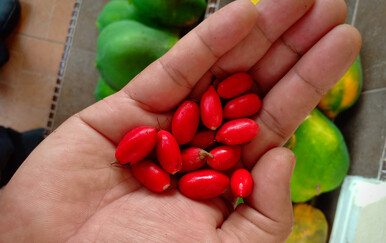 Tajna slatkog okusa bez šećera? Čudesna bobica uz koju se limun jede kao jabuka