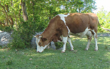 Stočari traže pomoć: Vukovi u čoporima napadaju i danju i noću