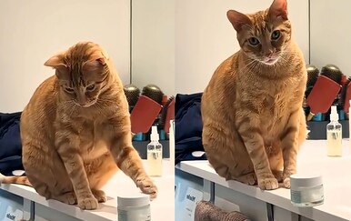 Njihove mačke su kraljice drame, ove reakcije zaslužuju Oscara