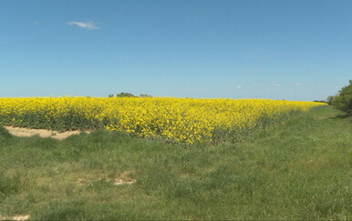 Imamo tri tvornice biodizela, ali nijedna ne radi - EU razmišlja o povratku biogoriva