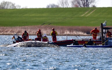 Nastavljaju se napori za spašavanje kita nasukanog uz njemačku obalu Baltika