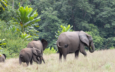 Američkog milijunaša u Gabonu usmrtilo krdo slonova