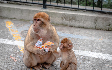 Gibraltarski majmuni otkrili prirodni lijek protiv želučanih tegoba