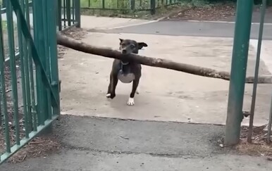 Šašavi psi uljepšali im dan, pogledajte snimke koje su postale hit na društvenim mrežama