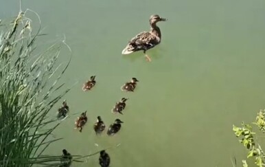 VIDEO Prava drama na Cmroku: 13 pačića upalo u šaht pred zabrinutom majkom