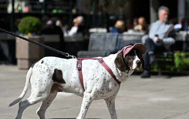 Kraj "tvornica štenaca" i ilegalne trgovine: Može li novi zakon EU-a regulirati tržište vrijedno 1,3 milijarde eura?
