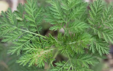 Pelin protiv raka: Od lijeka za malariju do nade u borbi protiv tumora – evo kako djeluje