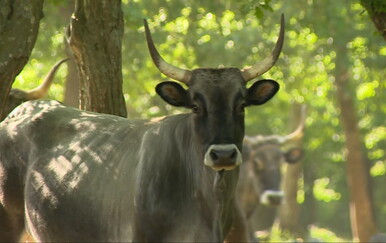 Istra pokreće "Ceste autohtonih pasmina": Stočarstvo se povezuje s turizmom radi spasa boškarina, ovaca i koza