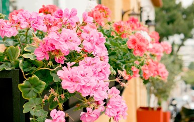 Kada je najbolje pelargonije iznijeti na balkon?