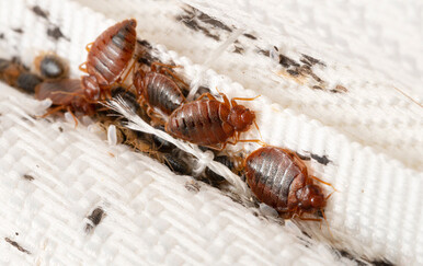 Stjenice ovim putem ulaze u vaš dom, a onda slijedi pakao: Evo što morate odmah učiniti