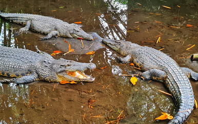 Indija razmatra uvođenje krokodila i zmija na granicu s Bangladešom: Predatori kao rješenje za neprohodne riječne dijelove
