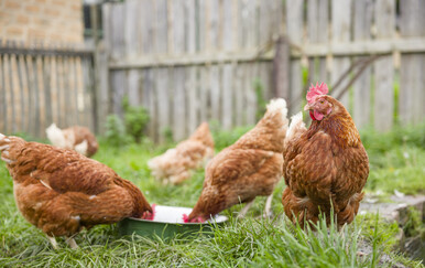 Sumnjiči se za ubijanje životinja i oštećenje tuđe stvari