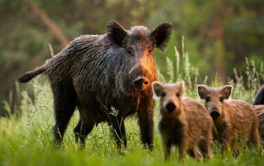 Najopasnije životinje u Hrvatskoj: Između mita i stvarne prijetnje