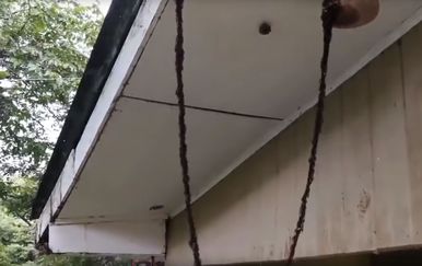 Mravlji most (Foto: Screenshot/YouTube)
