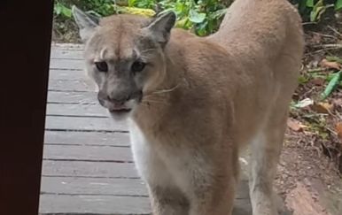 Puma (Foto: Screenshot/YouTube)
