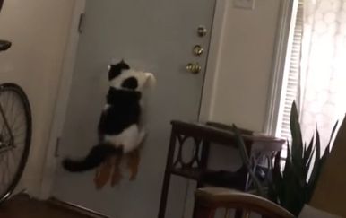 Mačka napada poštara (Foto: Screenshot/YouTube)