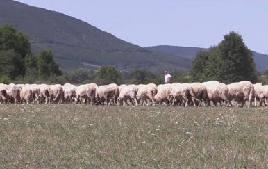 Stado ovaca (Foto: Dnevnik.hr) - 2