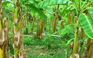 Banane u rastu (Foto: Dnevnik.hr)