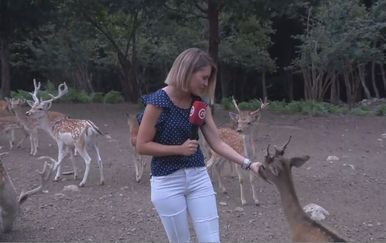 Reporterka Katarina Jusić s jelenom (Foto: Dnevnik.hr)