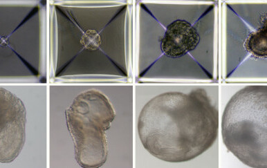 Razvoj sintetičkog embrija
