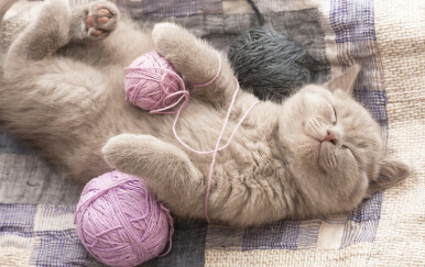Mačke u prosjeku spavaju 12 do 14 sati dnevno, a trećinu budnog vremena provode na dotjerivanje i pranje