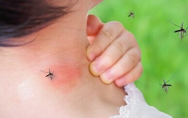 Ubod komarca
