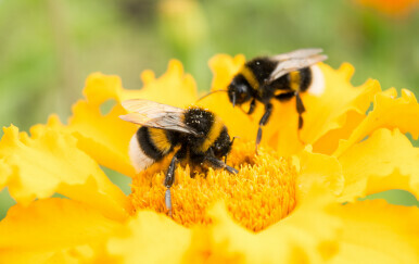 Pčele, ilustracija