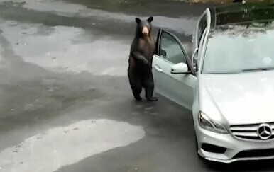 Medvjed provaljuje u auto