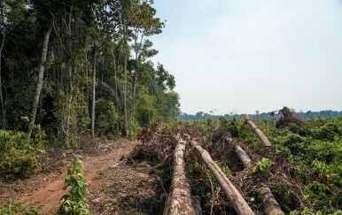 Krčenje šume u Amazoniji, ilustracija