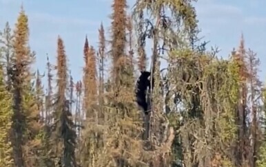 Medvjed na stablu
