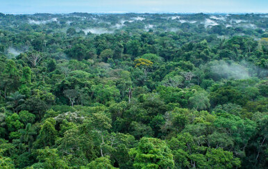 Tropska šuma