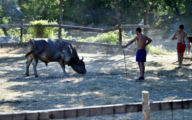 Bik ubio farmera (ilustracija)