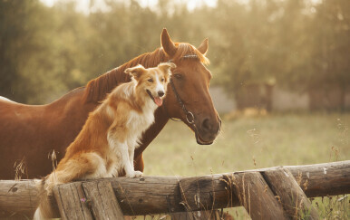 "Čovjekov najbolji prijatelj" zapravo je prikriveni vuk, bez obzira na to kako slatko izgleda