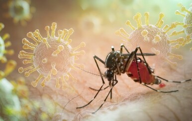 Čikungunja virus: Širi se epidemija, evo o kakvoj je bolesti riječ