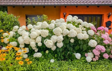 Zanimljivosti i savjeti za uzgoj hortenzije Annabelle